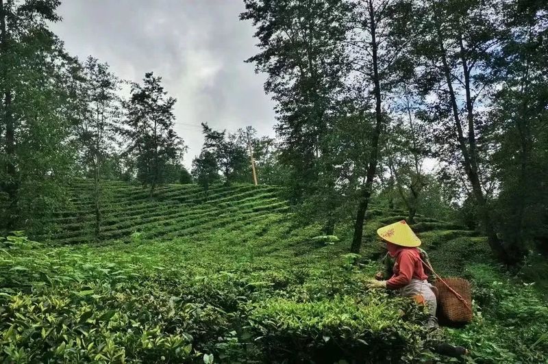有关于临沧沧源:生态茶林正芳菲的消息(1)