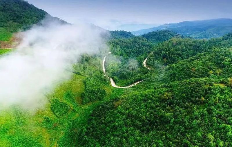 有关于临沧沧源:生态茶林正芳菲的消息(2)