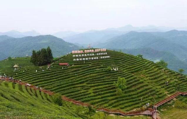 关于2023年“国际茶日”中国主场活动将于近日在陕西安康举办的内容