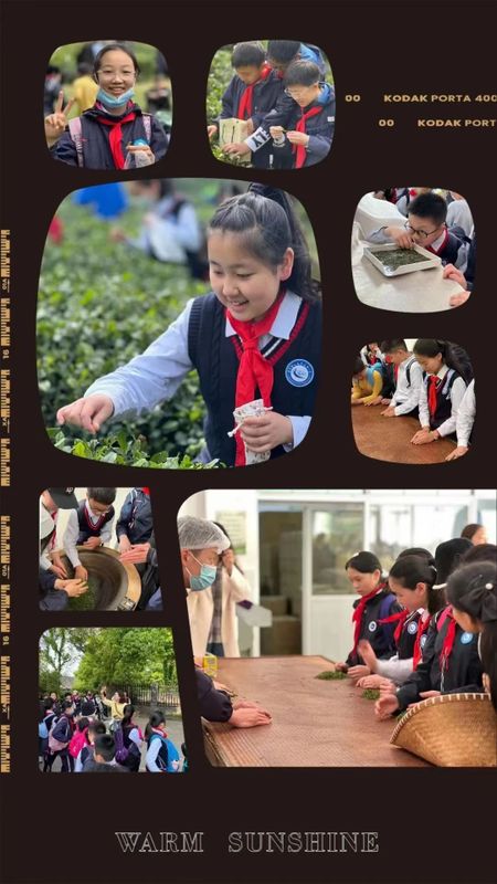 关于特色课堂搬进茶园！玄武区这所小学开展“沉浸式”劳动教育！的相关内容(11)