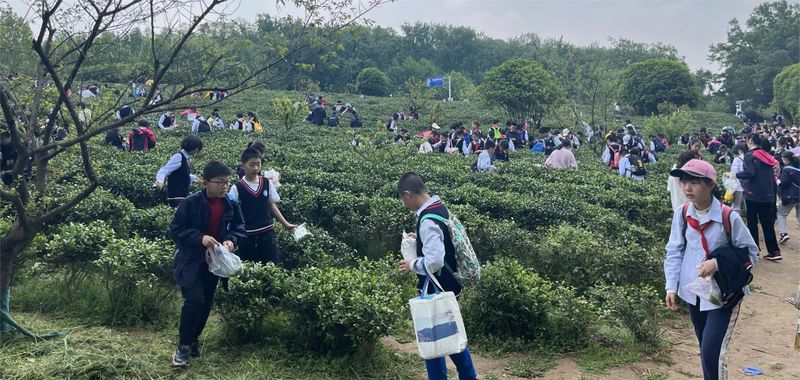 关于特色课堂搬进茶园！玄武区这所小学开展“沉浸式”劳动教育！的相关内容(18)