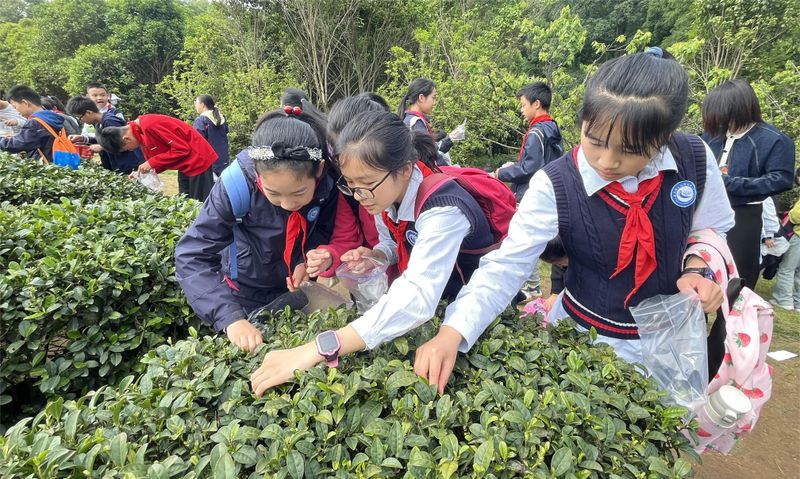 关于特色课堂搬进茶园！玄武区这所小学开展“沉浸式”劳动教育！的相关内容(19)