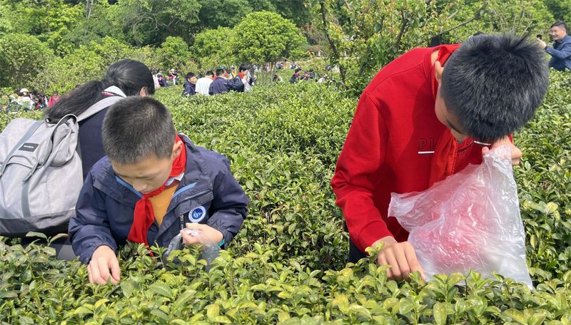 关于特色课堂搬进茶园！玄武区这所小学开展“沉浸式”劳动教育！的相关内容(20)
