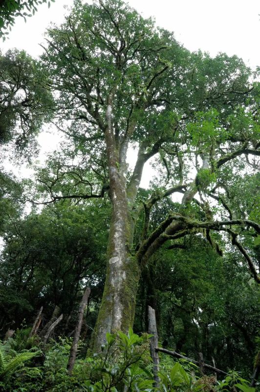 有关于镇沅县古茶树新增守护者！的相关信息(1)