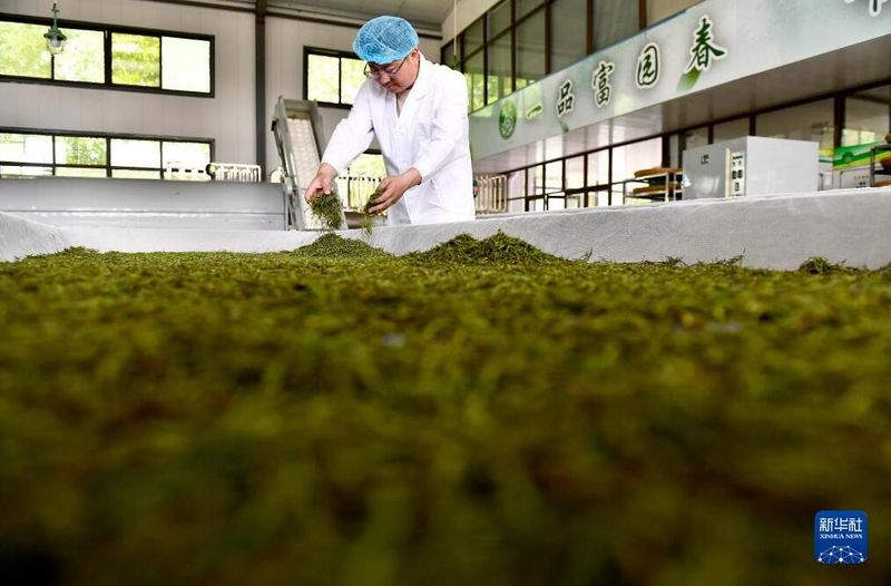 关于山东五莲：发展茶产业助推乡村振兴的相关内容(1)