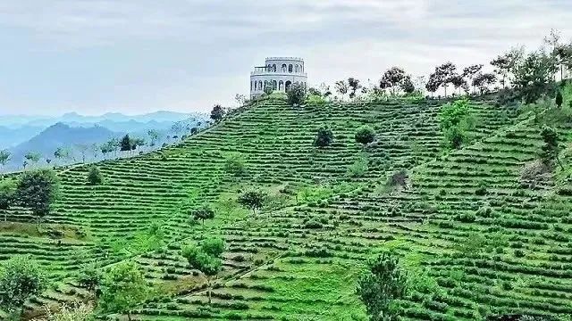 有关于商南：茶叶变“绿金”的消息