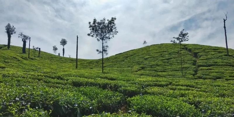 有关于皇华镇:组织引领、社企联建,推进茶产业提质扩面的最新消息