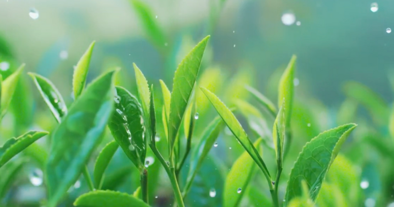 关于《农民日报》关注贵州茶产业发展的消息(6)