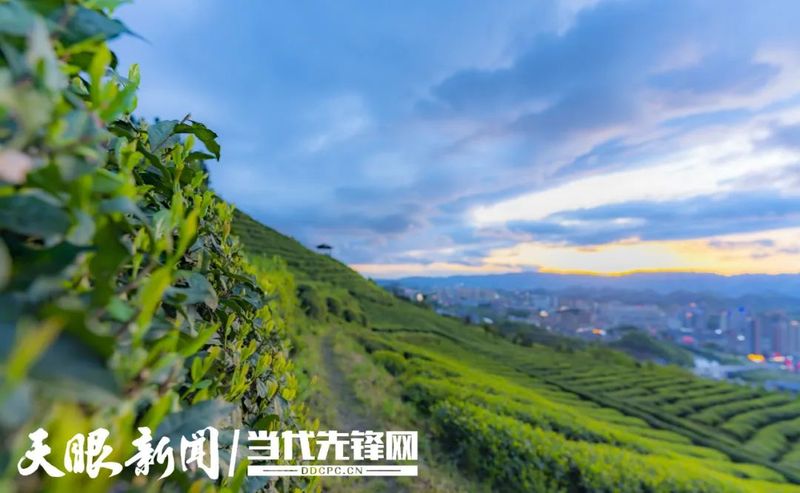 关于《农民日报》关注贵州茶产业发展的消息(2)