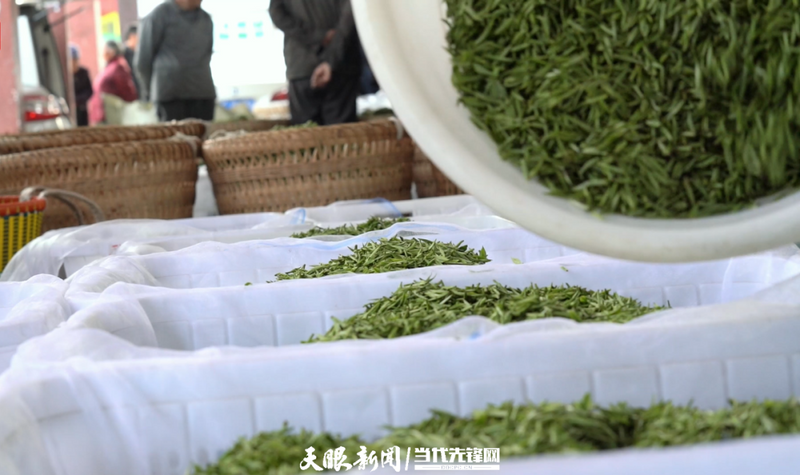 关于《农民日报》关注贵州茶产业发展的消息(5)