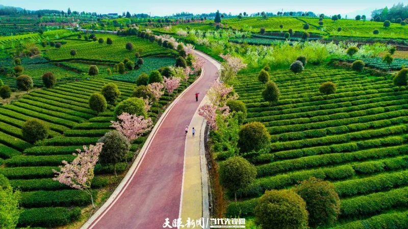 关于《农民日报》关注贵州茶产业发展的消息(1)