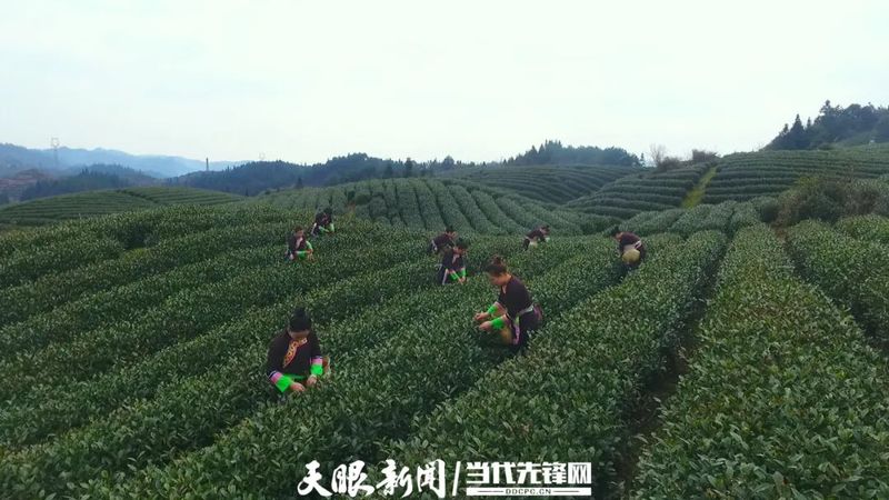 关于《农民日报》关注贵州茶产业发展的消息(4)