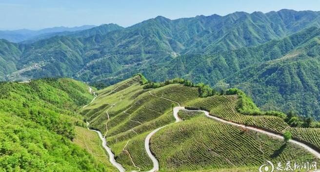 关于第四届娄底市茶文化节5月18日启帷的相关信息