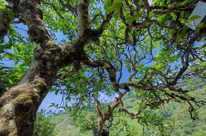 关于临沧：多举措推动茶产业高质量发展的内容(1)