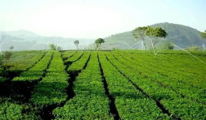 关于临沧：多举措推动茶产业高质量发展的内容