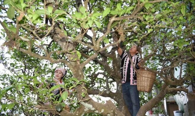 关于临沧：多举措推动茶产业高质量发展的内容(2)