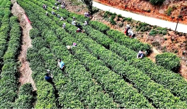 关于临沧：多举措推动茶产业高质量发展的内容(4)