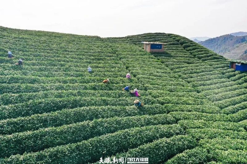 有关于贵定：茶旅融合助力乡村振兴的最新消息(3)