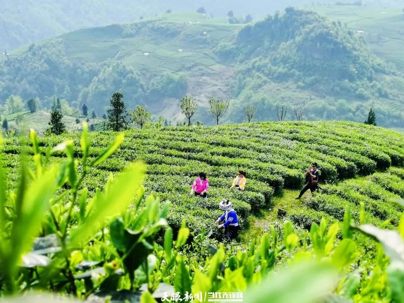 有关于贵定：茶旅融合助力乡村振兴的最新消息(4)