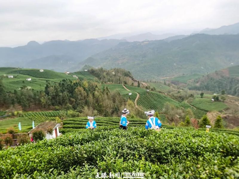 有关于贵定：茶旅融合助力乡村振兴的最新消息(2)