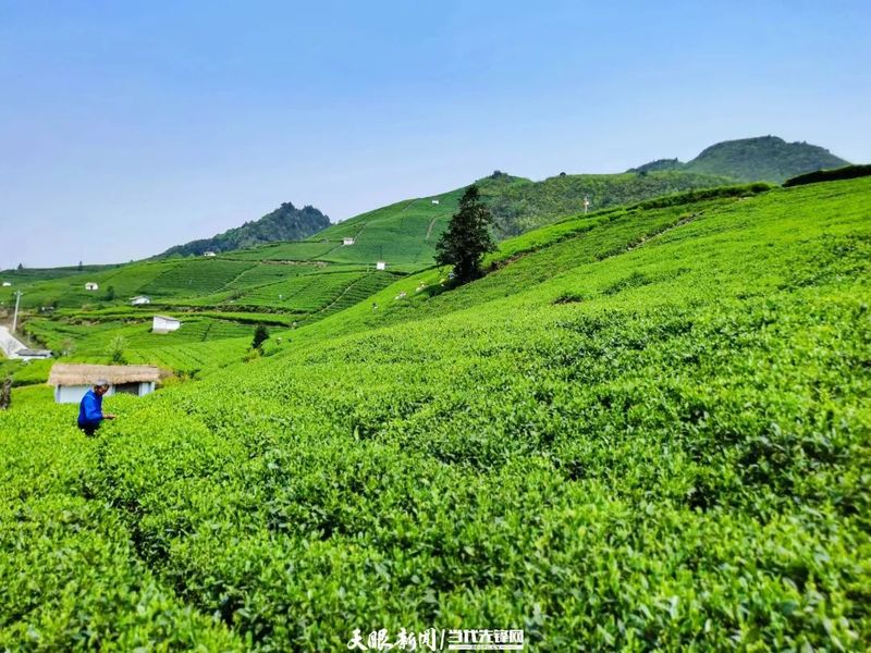 有关于贵定：茶旅融合助力乡村振兴的最新消息(1)