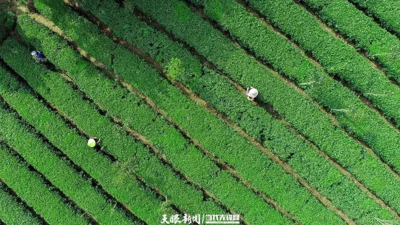 有关于贵定：茶旅融合助力乡村振兴的最新消息