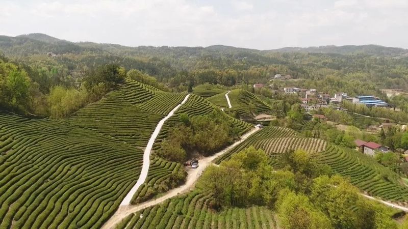 有关于茶飘香，人欢笑！茶叶产业已成为保康助力乡村振兴的源头活水的资讯(2)