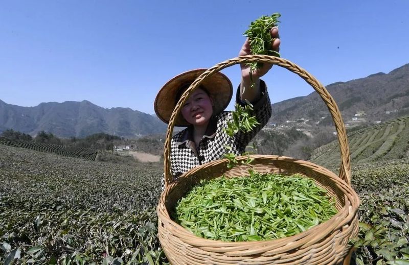 有关于茶飘香，人欢笑！茶叶产业已成为保康助力乡村振兴的源头活水的资讯(1)