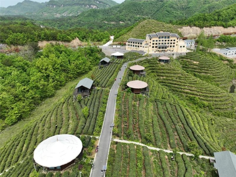 有关于茶飘香，人欢笑！茶叶产业已成为保康助力乡村振兴的源头活水的资讯(4)