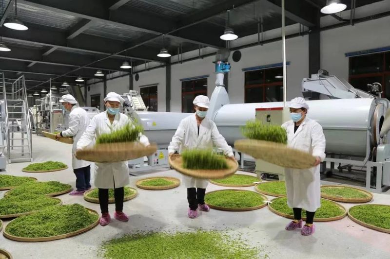 有关于白河绿茶入选全国名特优新农产品名录的最新消息(4)