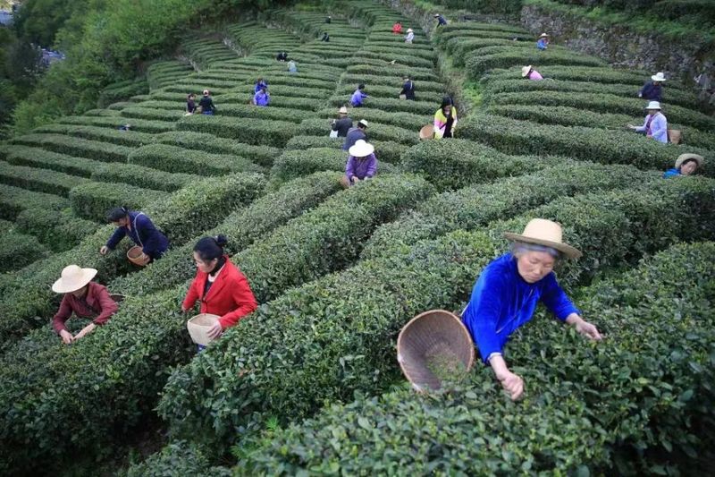 有关于白河绿茶入选全国名特优新农产品名录的最新消息(3)