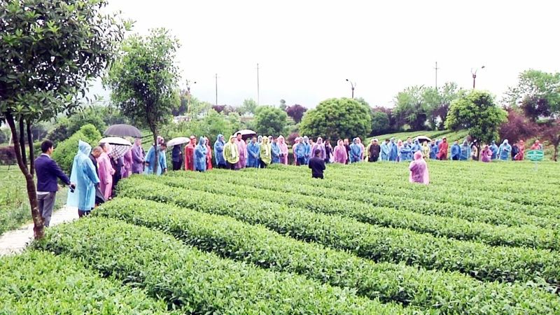 有关于凤冈县召开“凤冈锌硒茶”国家地理标志产品保护示范区创建暨茶叶质量安全推进会的内容(2)