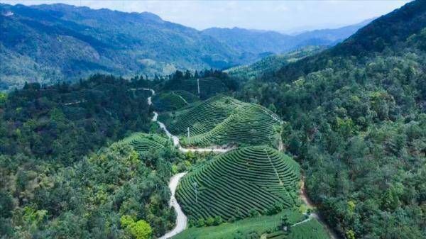 有关于连城赖源:写好“茶文章” 走好致富路 的消息