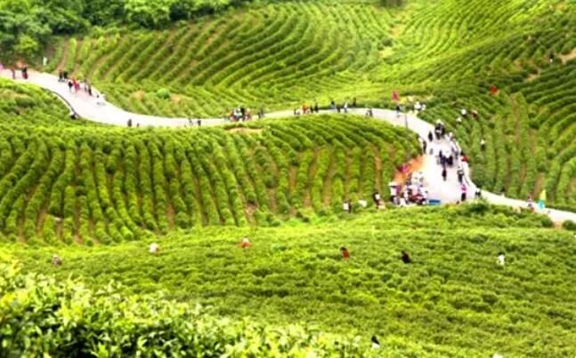 有关于百年“煤海”转身白茶小镇，“一片叶子”铺展转型路的相关内容