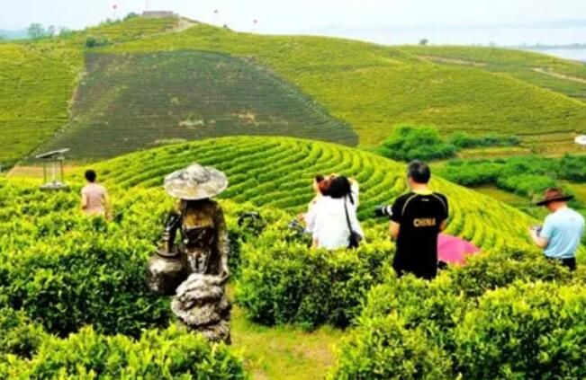 有关于百年“煤海”转身白茶小镇，“一片叶子”铺展转型路的相关内容(1)