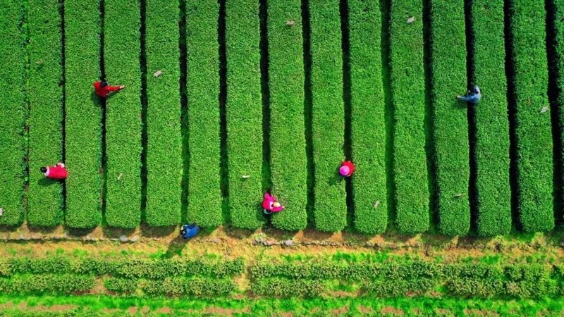 关于“三茶”统筹新背景下,浙茶如何历久弥新?记者探寻的最新消息(2)