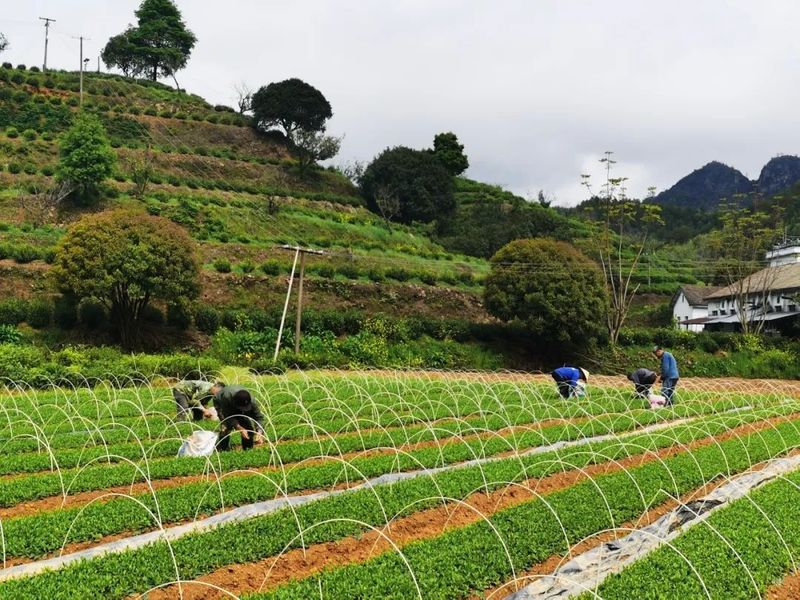 关于“三茶”统筹新背景下,浙茶如何历久弥新?记者探寻的最新消息(4)