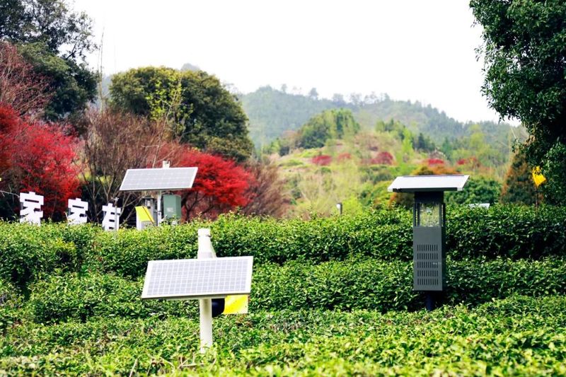 关于“三茶”统筹新背景下,浙茶如何历久弥新?记者探寻的最新消息(3)