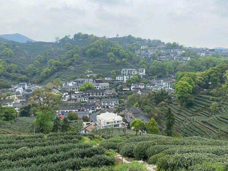 有关于西湖龙井茶产品标准发展历程及现状调查分析的消息