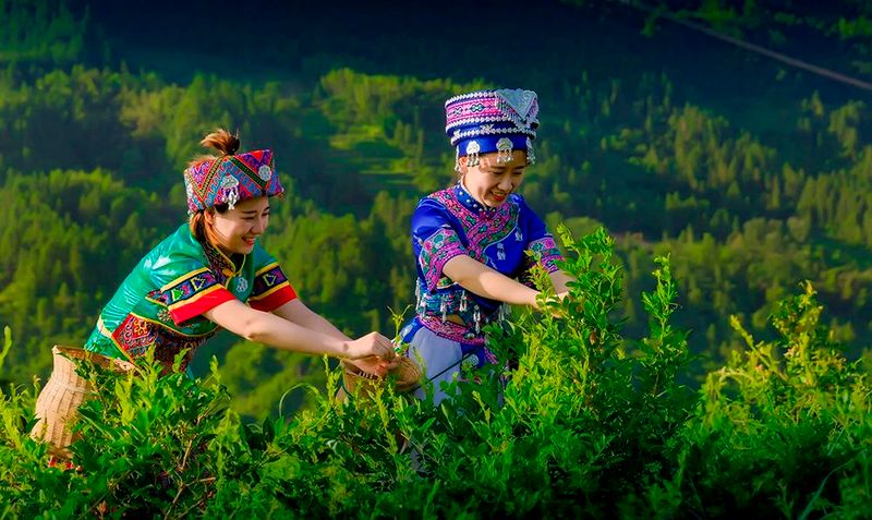 关于2023茶乡旅游发展大会指定用茶——来凤藤茶的内容(1)