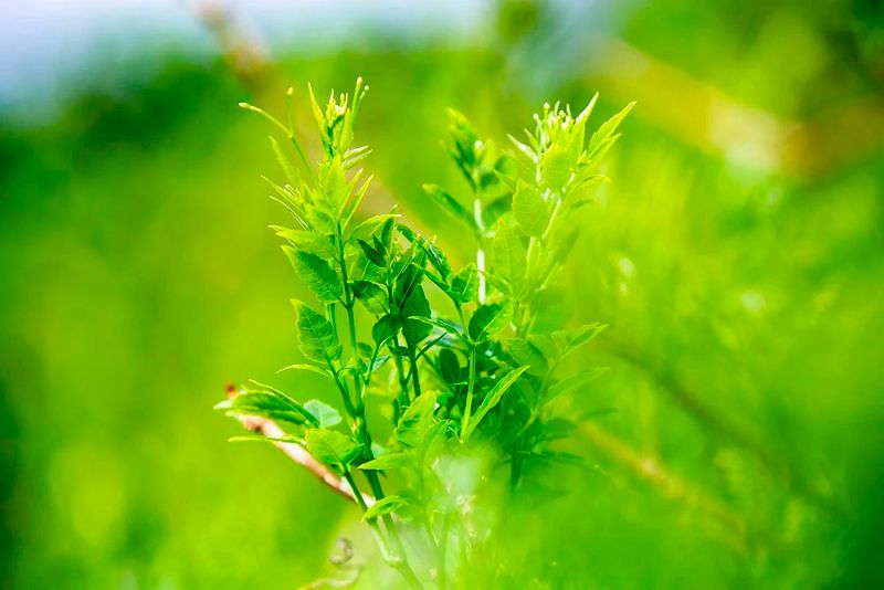 关于2023茶乡旅游发展大会指定用茶——来凤藤茶的内容(4)