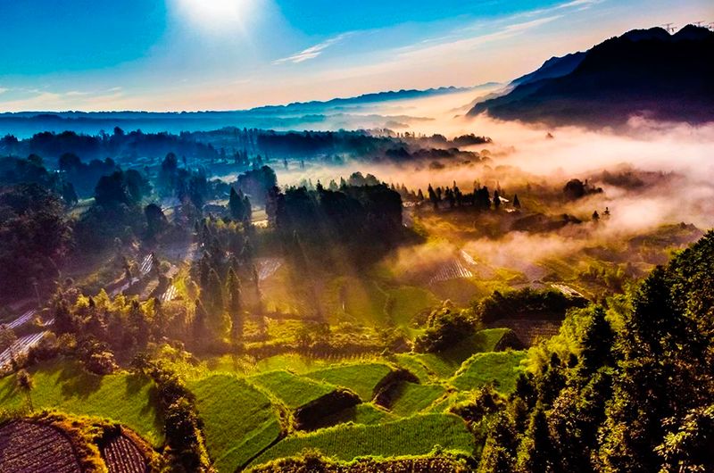 关于2023茶乡旅游发展大会指定用茶——来凤藤茶的内容(3)