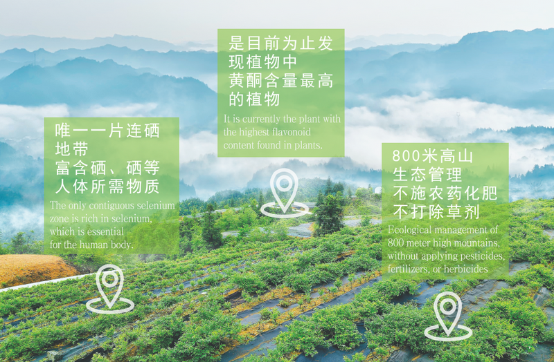 关于2023茶乡旅游发展大会指定用茶——来凤藤茶的内容(11)