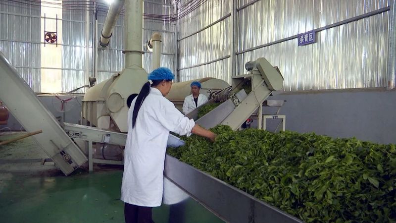有关于何坝街道凌云村：茶企加工忙 茶农稳增收的消息(2)