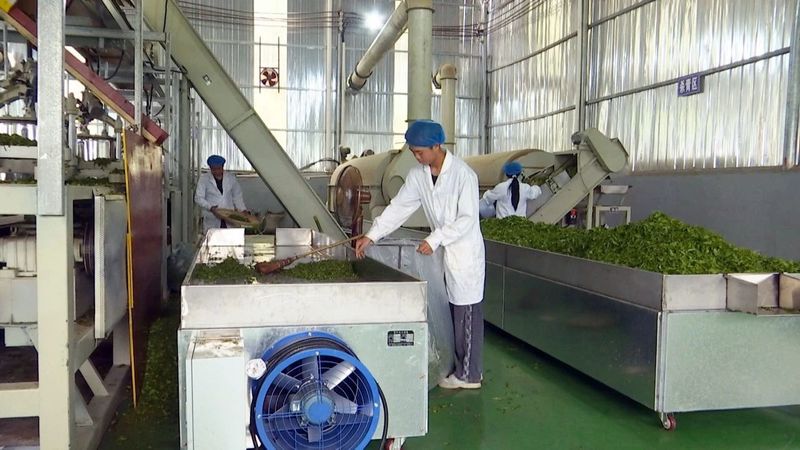 有关于何坝街道凌云村：茶企加工忙 茶农稳增收的消息(1)