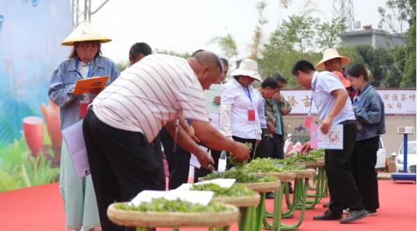 有关于普洱景谷镇举行采茶比赛的最新消息(4)