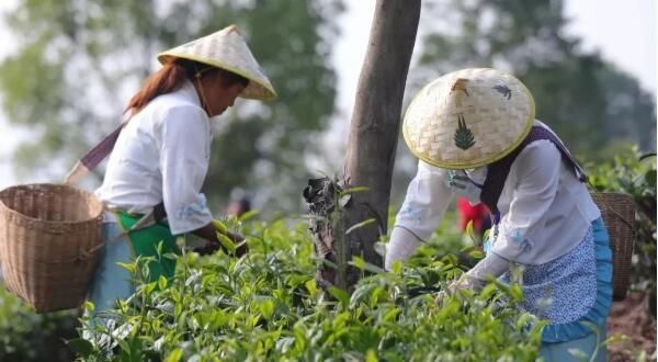 有关于普洱景谷镇举行采茶比赛的最新消息(3)