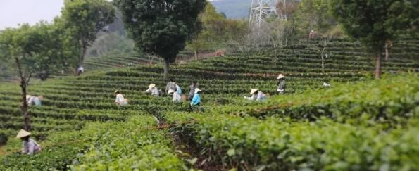 有关于普洱景谷镇举行采茶比赛的最新消息(1)