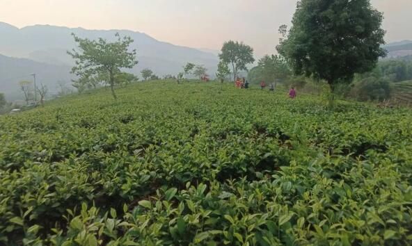 有关于普洱景谷镇举行采茶比赛的最新消息