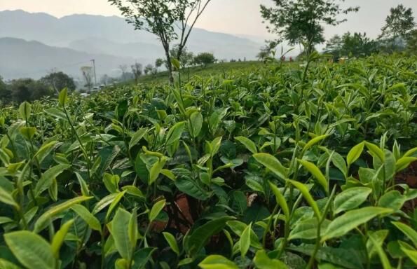 有关于普洱景谷镇举行采茶比赛的最新消息(2)